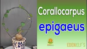 Image result for Corallocarpus epigaeus