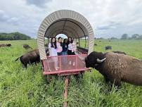 Breakfast with the Bison