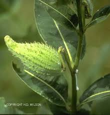 Cup On The Bus How To Spin Milkweed Milkweed Plant Seed Pods