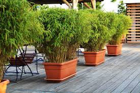 The high resistance power and strength of this plant has marked its desirability for. 53 Bamboo Garden Ideas That Will Inspire You Garden Tabs