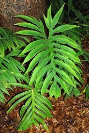 Philodendron Cardosoi Plants Philodendron Plant Leaves