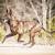 Blue Dutch Shepherd