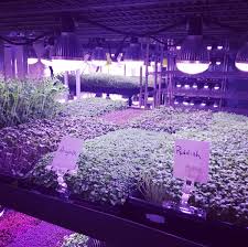 Sorry about the video quality, old camera. Hidden In Plain Sight A Secret Garden Grows In An Ann Arbor Restaurant Basement Wemu