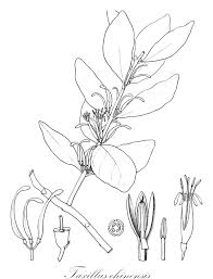 Image result for Oliverella rubroviridis