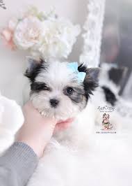 Is a yorkie a small dog? Parti Yorkie Puppies For Sale Teacups Puppies Boutique Yorkie Puppy Teacup Puppies Yorkie Puppy For Sale