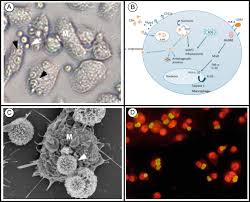 Cryptococcus neoformans and cryptococcus gattii isolated from the excreta of psittaciformes in a southern brazilian scientific and technical publication no. The Tools For Virulence Of Cryptococcus Neoformans Sciencedirect