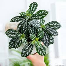 Image result for Pilea cadierei