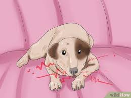 In the wild, showing signs of injury or illness makes an animal a target for predators, which is why many dogs will naturally try not to show pain or display signs that indicate illness. How To Tell If A Dog Is In Pain 12 Steps With Pictures