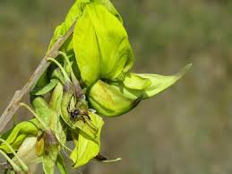 Image result for Justicia anagalloides