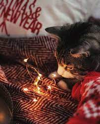 kot koshka teplo ogonki ng novyjgod krasivo uyut dom rozhdestvenskie ogni novogodnie zapiski rozhdestvenskie fotosessii