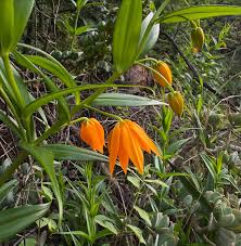 Image result for Littonia modesta