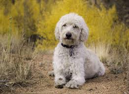 Screened to meet the highest standards. Labradoodle What You Need To Know About The First Doodle K9 Web