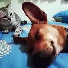 Kopegi Zayif Aninda Doven Kedi Dailymotion Video