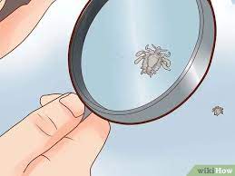 How to check yourself for pubic lice. 4 Ways To Get Rid Of Pubic Lice Wikihow