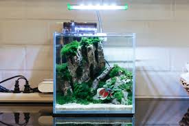 Species Betta Splendens Klaus The Betta Betta Fish Tank Betta Fish Aquarium