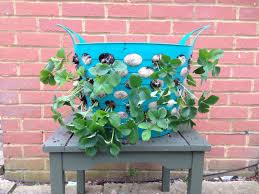 Lidl Laundry Basket Strawberry Planter Strawberry Planters Strawberry Plants Plant Basket