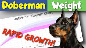 From Cute Puppy To Monster Doberman Growth Chart And Adult Weights