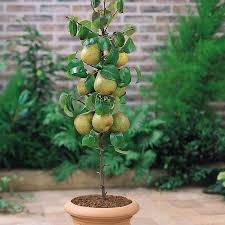 These dwarf fruit trees have been grafted on to a dwarfing rootstock to restrict their overall size and are ideal for growing in patio containers. Top 6 Dwarf Fruit Trees You Can Plant In A Mini Garden Dwarf Fruit Trees Ornamental Pear Tree Mini Garden