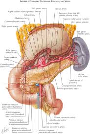 8 describe the nerve supply of stomach. Cirbosque Some4surgery On Twitter Blood Supply Of The Stomach A Keystone Knowledge For Approach Gastric Trauma By Dr Frank Netter Some4surgery Medtwitter Swexner Juliomayol Topknife B Pferrada1 Docmartin22 Misirg1 Pipecabrerav Almagoch