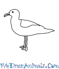 Seagle reference photo and photo drawing. How To Draw A Seagull