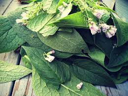 She's listened to books 1 & 2 of the infected series by scott siegler but doesn't think she's going to listen to the 3rd. Comfrey Symphytum Officinale A Healer Of Wounds Bruises And Bones Cambridge Naturals