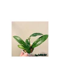 6 inch pot , ships in pot ! Search Tag Hoya