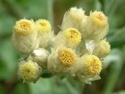 Image result for Pseudognaphalium oligandrum