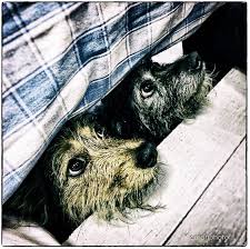 Ampersand bay resort & beach club has been home to espn's outdoor games' bass fishing tournament three years in a row and is the perfect place for landing trophy bass, pike, and bullhead. Moochie Poochies Pet Friendly Hotels Big Backyard Pets