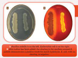 Amylase Production Starch Hydrolysis Test Ppt Download