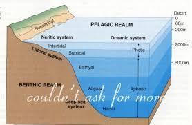 Teaching Kids Ocean Science Ocean Floor And Ocean Zones Couldn T Ask For More Teaching Science Ocean Zones Elementary School Science