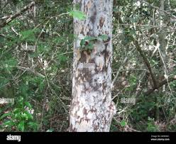 Image result for Ochna arborea