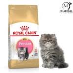 Persian Kittens – Kittens For Sale