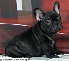 Oregon ,frenchbulldogs for sale ~puppy payment button~. French Bulldog Puppies For Sale From Bullworth To Approved Homes French Bulldog Puppies Bulldog Puppies French Bulldog
