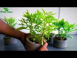 Pin On Jardineria