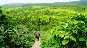 Image result for Hakkoda Walk