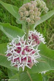 Image result for Asclepias palustris