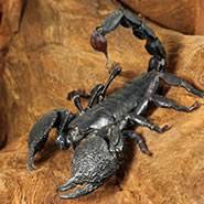 Maybe you would like to learn more about one of these? Tailless Whip Scorpion Care Sheet Reptile Centre