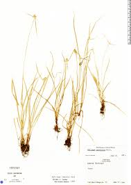 Image result for Kyllinga odorata