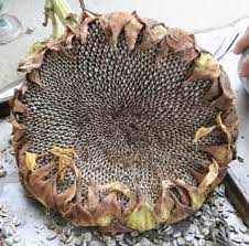 Dried Sunflower Head Ready For Harvest Harvesting Sunflower Seeds Growing Sunflowers Dried Sunflowers