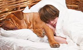 Um ihm seinen eigenen platz, sein körbchen, seine decke schmackhaft zu machen, kann der hundeführer ihn beispielsweise mit: Hundeknigge Teil 3 Hund Mit Ins Bett Schecker Ratgeber