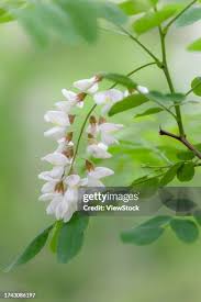 Image result for Sophora velutina