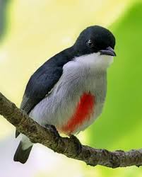 Black Bird With White Tail Philippines Pin On Nature
