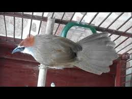 Siulan terbaik burung flamboyan jantan. Terbukti Ampuh Masteran Burung Kidangan Istimewa Bikin Gacor Ngeplong Lagu Mp3 Mp3 Dragon