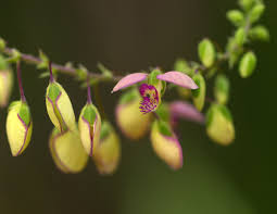 Image result for Polygala sphenoptera