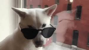 Sunglasses offer protection against excessive exposure to light, including its visible and invisible components. Ilmu Pengetahuan 8 Dog Glasses Gif