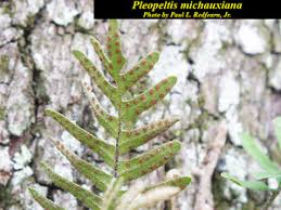 Image result for Pleopeltis