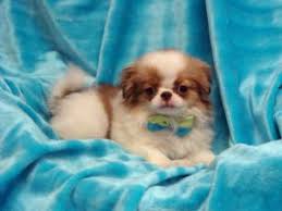 He is very sociable and friendly. Japanese Chin Puppies In Kansas