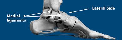 Here is a list of the four and each one's specific function. Sprained Ankle Florida Orthopaedic Institute