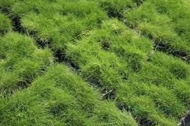 We did not find results for: Zoysia Japonica Or Korean Lawn Grass Buy Online In Uae Green Souq Uae