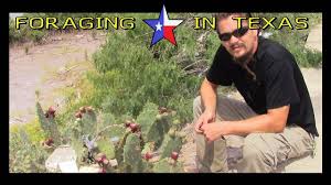 How to eat the fruit. Foraging In Texas Prickly Pear Steemit